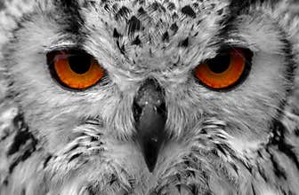 Owl eyes