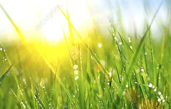 Fresh green spring grass with dew drops