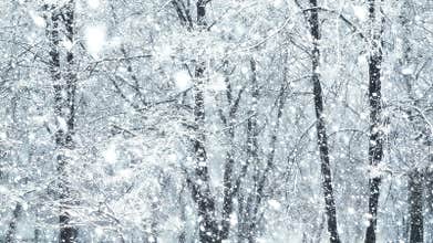 Mega extra big global snowfall loop tree winter