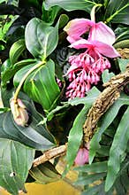 Tropical pale pink flower and foliage
