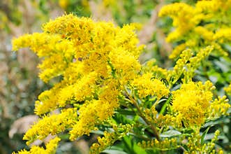 Blooming Goldenrod, Solidago flower