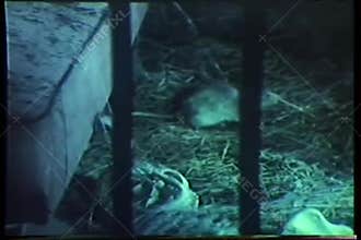 Rat behind bars crawling under mattress