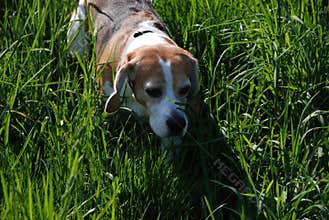 Beagle searching in the grass