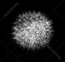Dandelion head black and white