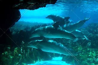 Pod of Dolphins