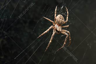 Spider