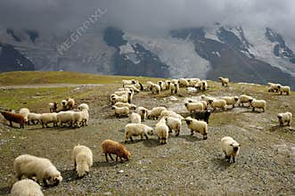 Valais Blacknose sheep - landmark attraction in Switzerland
