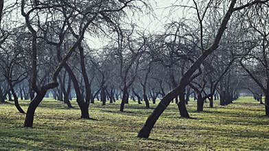 Apple orchard in the haze