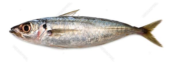 Sardine