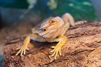 Angry Bearded Dragon