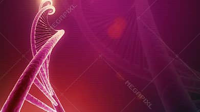 Rotating DNA Seamless Loop