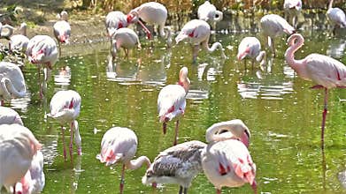 Pink Flamingos In Wilderness