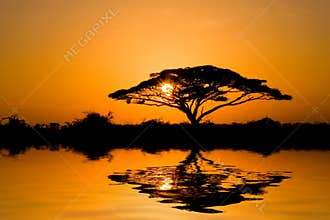 Acacia Tree at Sunrise