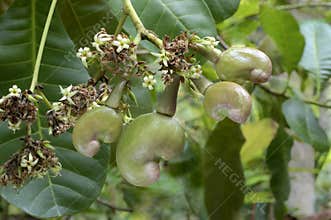 Cashew nut- Flowers and tender nuts on plant