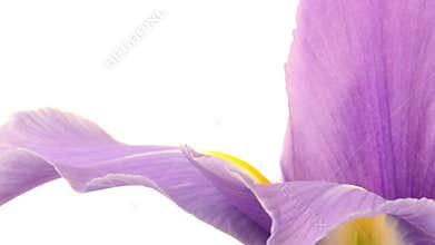 Purple Iris Flower Time-lapse