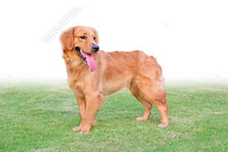 Golden retriever stand on the grassland