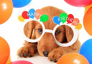 Happy Birthday puppy