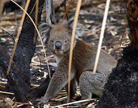 Koala in Burnt Undergrowth