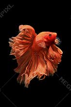 Orange betta fish