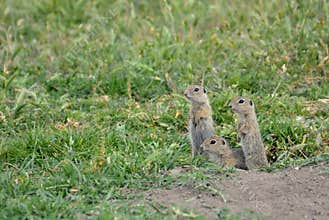 European ground squirrel (Spermophilus citellus)