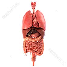 Human internal organs Anatomically accurate render
