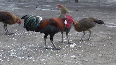Jungle fowl that were fed