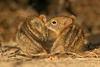 Striped mice
