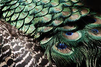 Peacock feathers