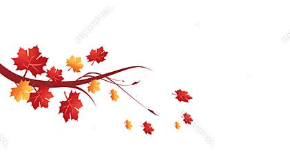 Autumn leaves