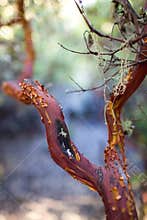 Manzanita Branch with Peeling Bark