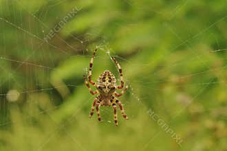Insect. Cross spider on the web