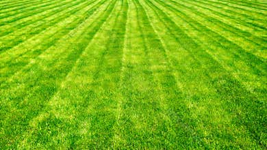 Bowling green cut grass lines background.