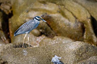 Colorful seabird on rocks