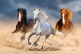 Horse herdin desert