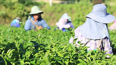The tea harvest by hand as the workers move laboriously through the long rows of low tea bushes