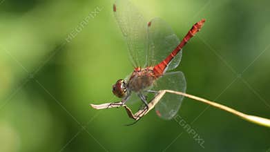 Dragonfly macro
