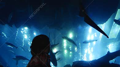 Aquarium on the ceiling