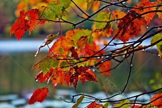 Fall Leafs