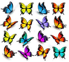 Big collection of colorful butterflies.