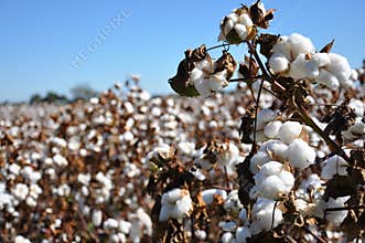 Cotton Field
