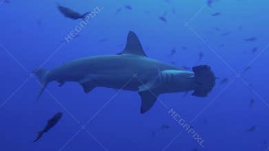 Hammerhead Shark swims in blue sea search of food.