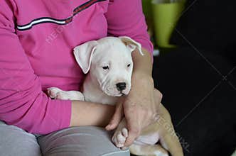 American staffordshire terrier puppy