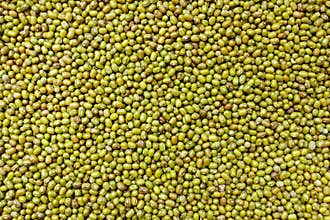 Green bean