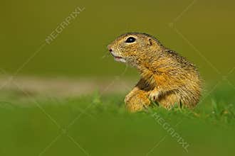 European Ground Squirrel, Spermophilus citellus, sitting in the green grass during summer, detail animal portrait, Czech Republic