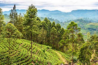 Sri Lanka: tea fields