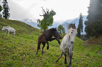 Feral Horses galloping and playing in a meadow in India