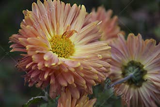 Autumn flowers