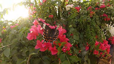 Big butterfly pollinating a Bush with red flowers at sunset