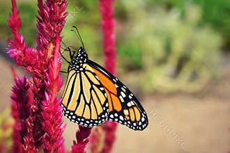 Monarch Butterfly