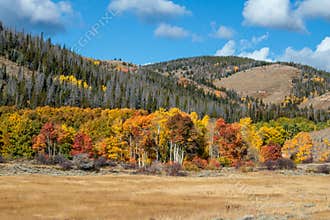 Fall Aspens of Wyoming